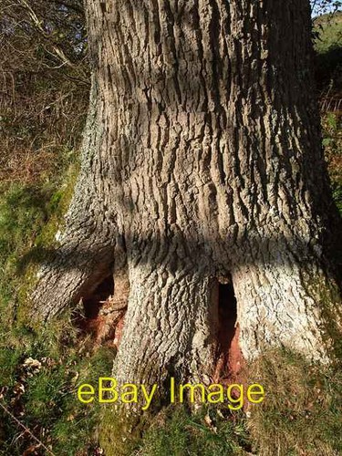 Photo 6x4 oak tree - 6x4,