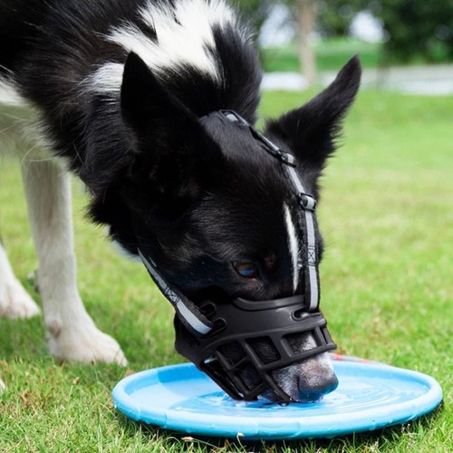 Can drink water - adjustable, dog