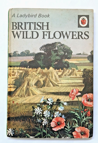 Ladybird nature wildlife - ladybird,