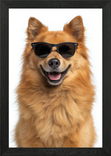Cool Finnish Spitz Dog with