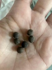 15 Curry Plant Seeds, Kadi