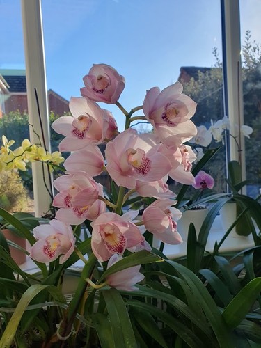 Cymbidium orchid summer magic - cymbidium,