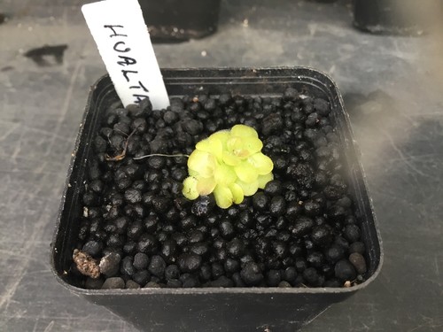 Pinguicula hualta - pinguicula,
