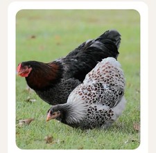 6 Farm Fresh Hatching Eggs