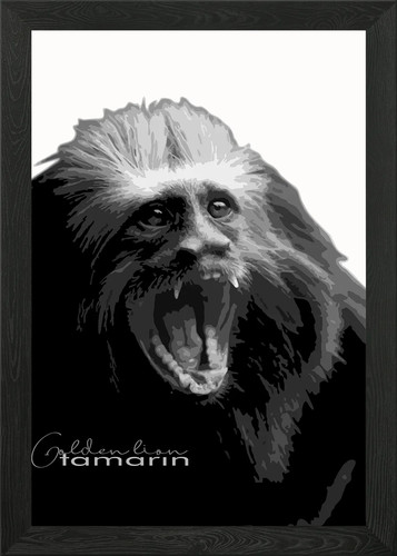 Golden lion tamarin v12 - lion,