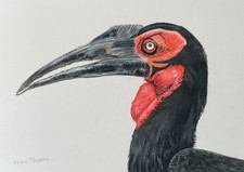 Pastel Pencil Portrait Drawing OF A Ground Hornbill, Africa's Largest Hornbill
