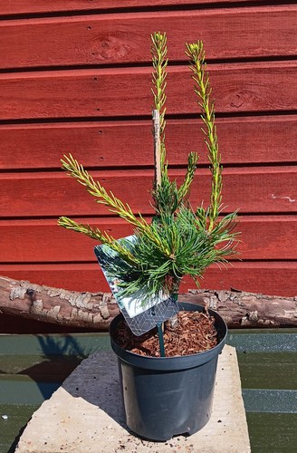 Pinus parviflora tempelhof - tempelhof,