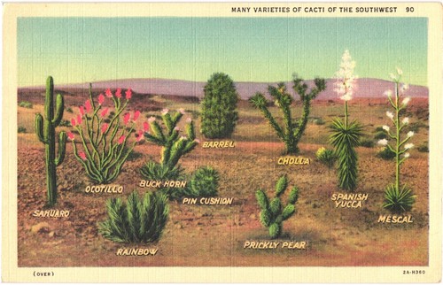 Curteich southwest cacti - curteich,