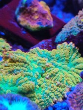 Rainbow rhodactis  Mushrooms