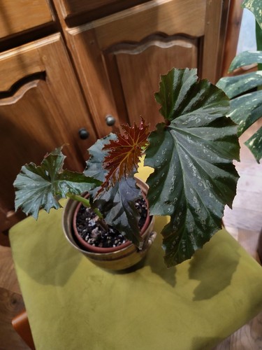 Begonia irene nuss - irene,