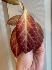 Hoya Sunrise Unrooted Cutting