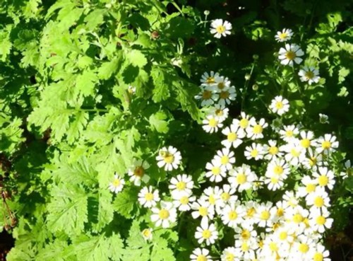 Feverfew small pot live