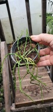 Euphorbia Flanaganii Meduza