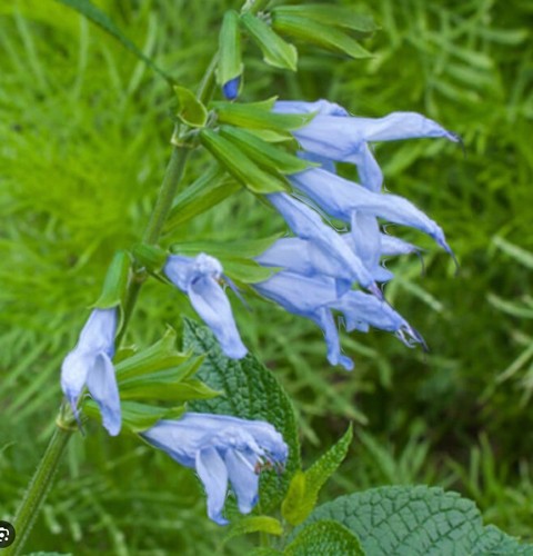 Salvia guaranitica argentine - salvia,