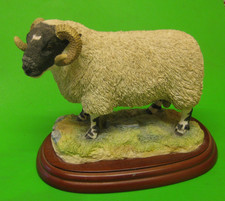 Border Fine Arts figure/model Sheep County Show A0734 BLACKFACED RAM 2001 (Chip)