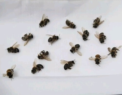 Real dried honey - real, for