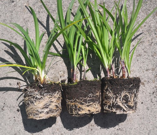 Off year old agapanthus - off,, 4