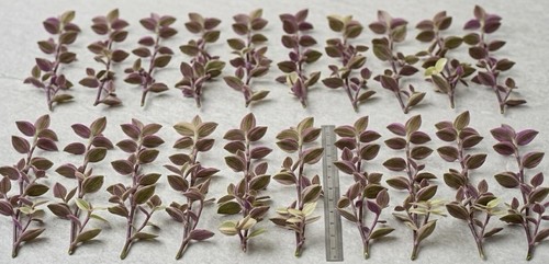 Callisia repens jungle - x, ‘jungle