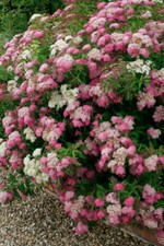 Spiraea Shirobana - Mass