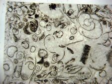 Fossil thin section XL slide Devonian Morocco Hamar Laghdad GONIATITES 1/bid