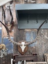 Rare Antelope Horns On Plaque