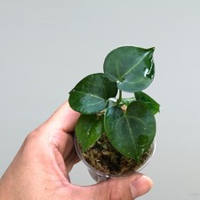 Anthurium King Clarinervium