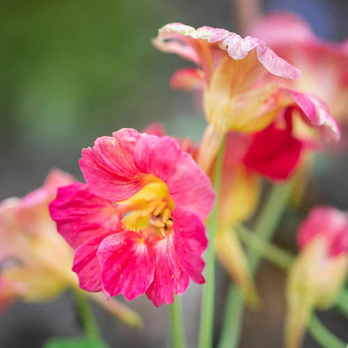 Tropaeolum cherry rose - 'cherry, rose'