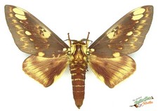 Citheronia Hamifera Moth SET