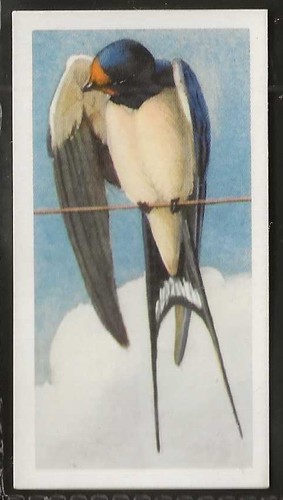 Brooke bond bird - brooke,
