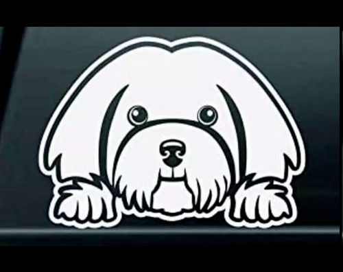 Havanese dog white vinyl - dog,