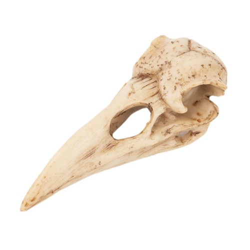 Skull statue hanging - statue,