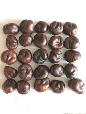 25 X CONKERS HORSE CHESTNUT -