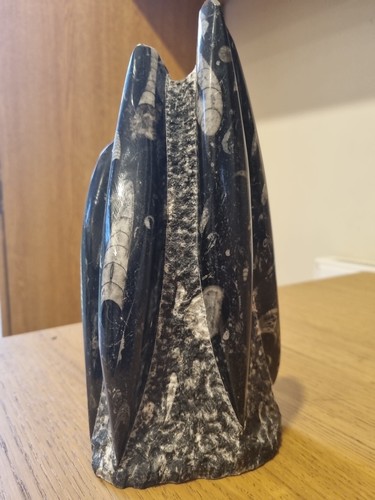 Polished orthoceras fossil - polished,