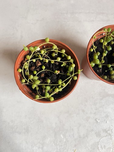 String pearls senecio - string,