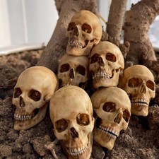 Scale human skull skeleton - scale,