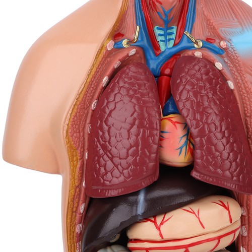 Human torso model - torso,