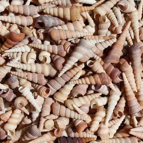 Screw shell pack 6cm - shell, 4-6cm