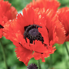 Papaver Turkenlouis - Oriental Poppy - Hardy Perennial - Outdoor Plant in Pot