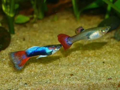 Male female fancy guppy - 3,