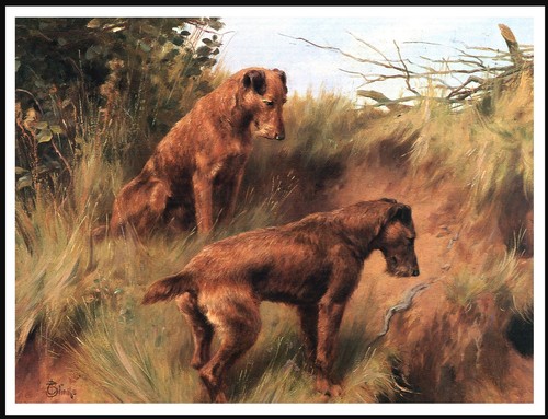 Irish terrier dogs - terrier, lovely