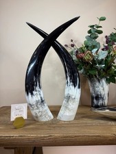 Ankole Cattle Cow Horns