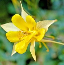 220x Golden Columbine Seeds