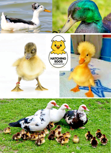 Fertile hatching duck eggs - 12,