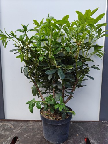 Rhododendron luno white large - luno,