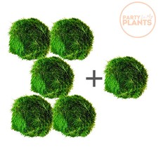 5 Marimo Moss Balls + 1 Free