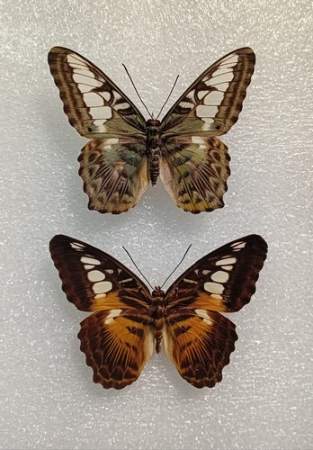 Parthenos sylvia clipper - parthenos, sylvia,