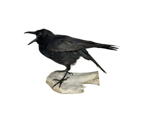 Taxidermy carrion crow corvus - crow, (corvus