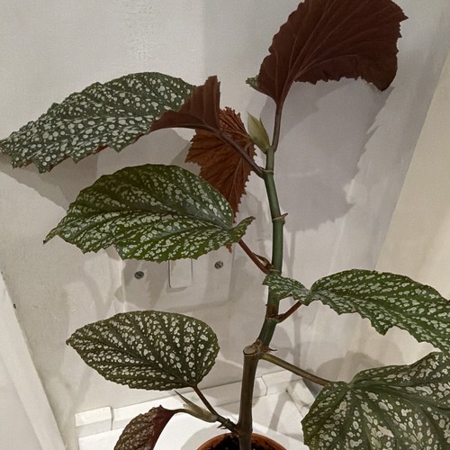 Begonia indoor bare plant
