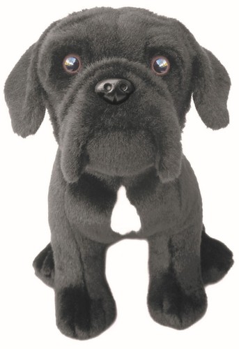 Cane corso teddy - teddy,