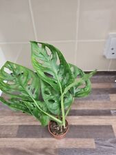 Monstera adansonii Swiss